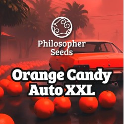 ORANGE CANDY AUTO XXL · Philosopher Seeds · graines de cannabis · AutoFem