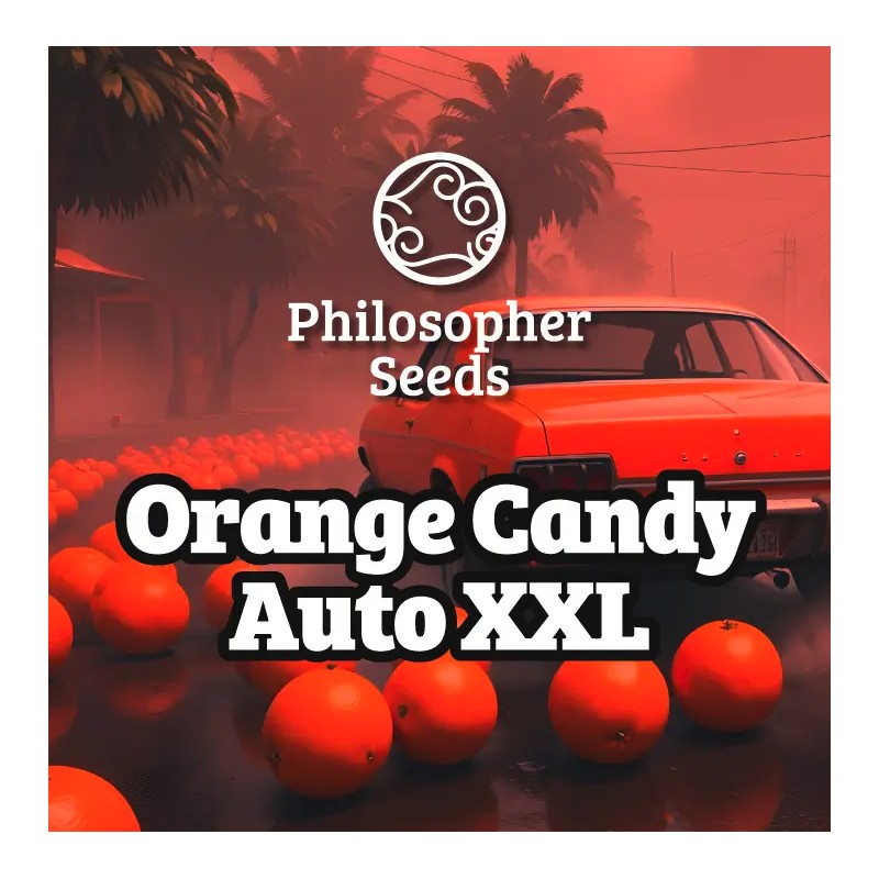 ORANGE CANDY AUTO XXL · Philosopher Seeds · cannabis seeds · AutoFem