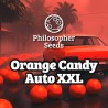 ORANGE CANDY AUTO XXL · Philosopher Seeds · cannabis seeds · AutoFem