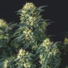 ANESTHESIA X RUNTZ · Pyramid Seeds · cannabis seeds · Fem
