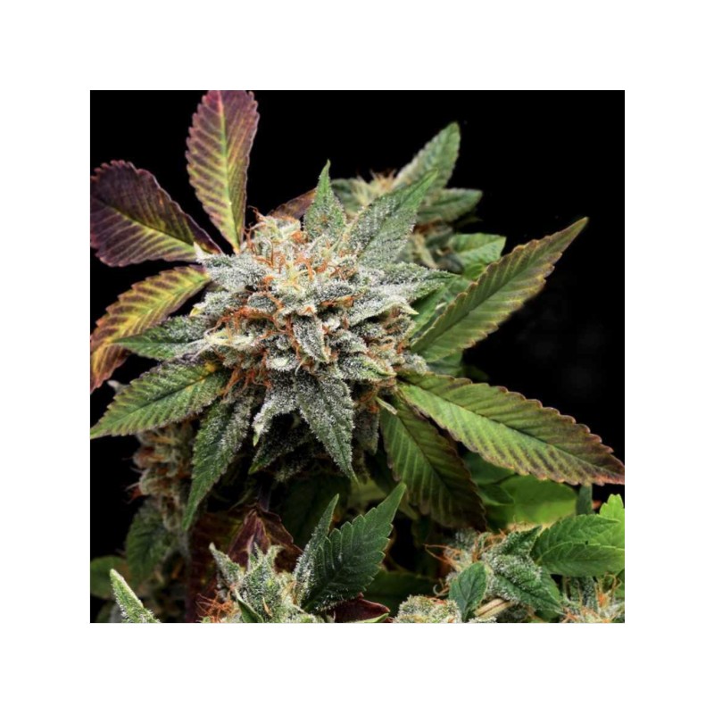 ANUBIS X SUNSET SHERBET · Pyramid Seeds · cannabis seeds · Fem
