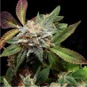 ANUBIS X SUNSET SHERBET · Pyramid Seeds · cannabis seeds · Fem