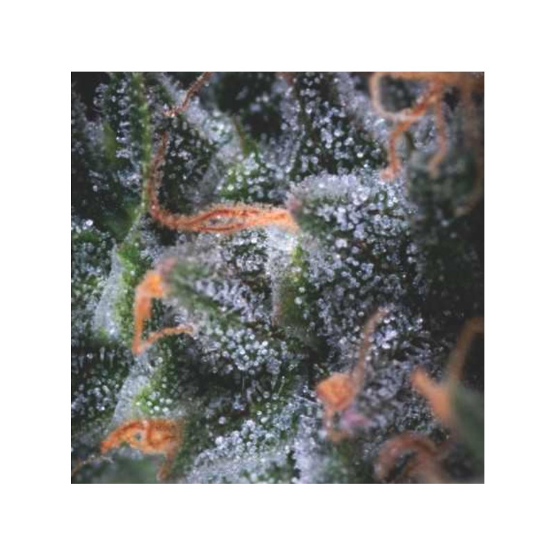AUTO BLACK CHERRY PUNCH  · Pyramid Seeds · cannabis seeds · AutoFem