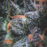 AUTO BLACK CHERRY PUNCH  · Pyramid Seeds · cannabis seeds · AutoFem