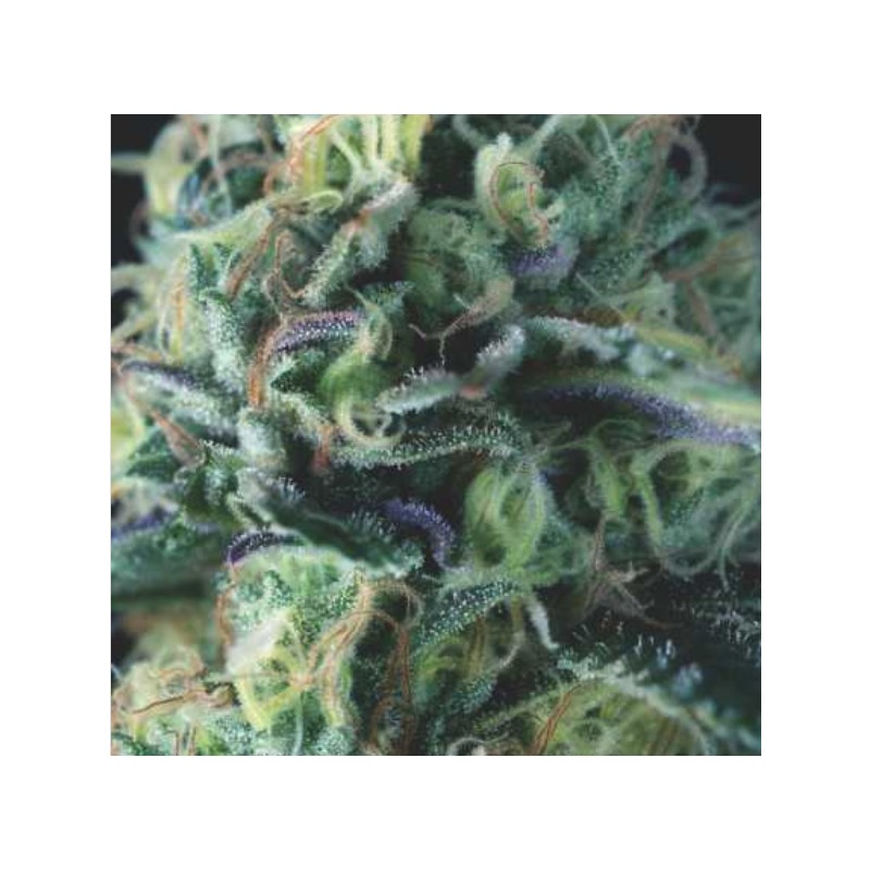 AUTO COOKIES USA · Pyramid Seeds · cannabis seeds · AutoFem