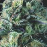 AUTO COOKIES USA · Pyramid Seeds · cannabis seeds · AutoFem