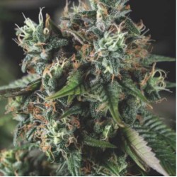 AUTO DO-SI-DOS · Pyramid Seeds · sementes de maconha · AutoFem