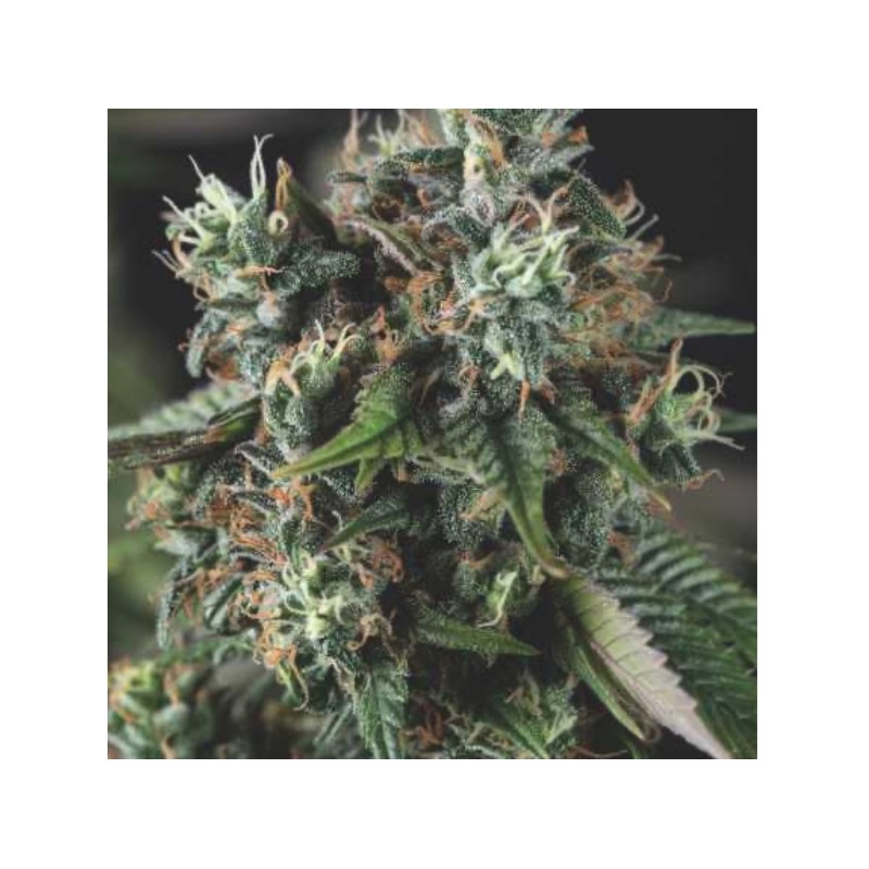 AUTO DO-SI-DOS · Pyramid Seeds · cannabis seeds · AutoFem