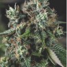 AUTO DO-SI-DOS · Pyramid Seeds · cannabis seeds · AutoFem