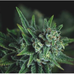 GALAXY FAST · Pyramid Seeds · kenevir tohum · Disi · Fem