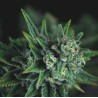 GALAXY FAST · Pyramid Seeds · cannabis seeds · Fem