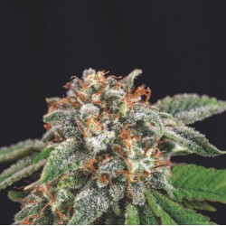 GALAXY X RUNTZ · Pyramid Seeds · kaufen cannabis samen · Fem