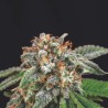 GALAXY X RUNTZ · Pyramid Seeds · cannabis seeds · Fem