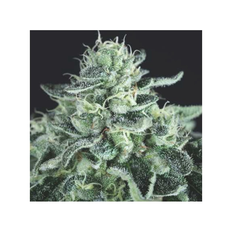 GELATO · Pyramid Seeds · cannabis seeds · Fem