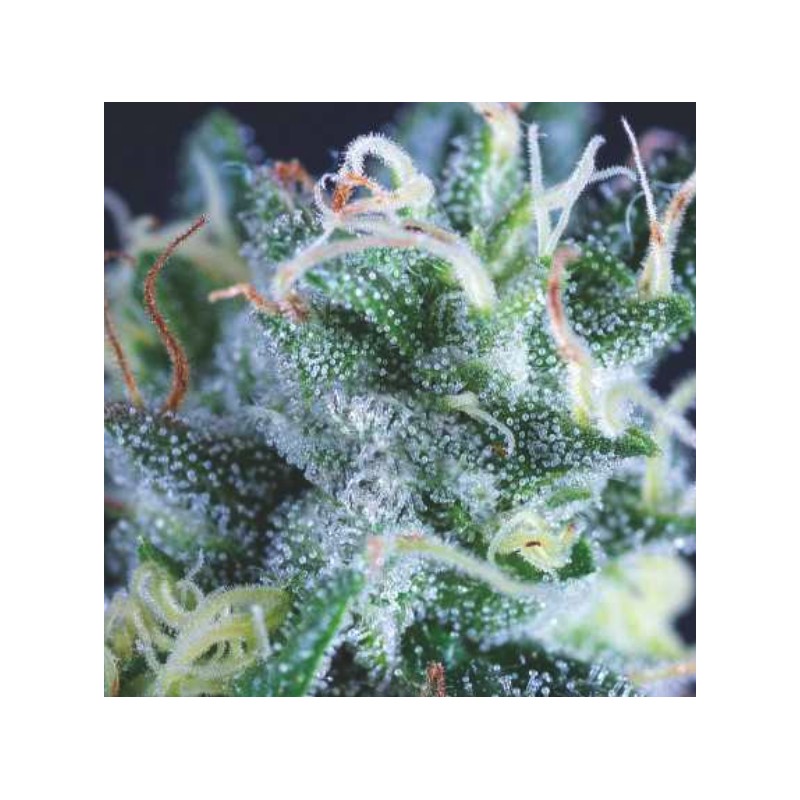 AUTO GELATO · Pyramid Seeds · cannabis seeds · AutoFem