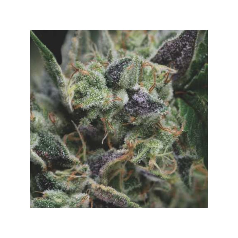 AUTO GORILA · Pyramid Seeds · cannabis seeds · AutoFem