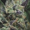 AUTO GORILA · Pyramid Seeds · cannabis seeds · AutoFem