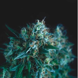 GORILLA FAST · Pyramid Seeds · graines de cannabis · Fem