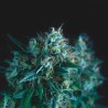 GORILLA FAST · Pyramid Seeds · cannabis seeds · Fem
