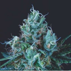 ICE CREAM · Pyramid Seeds ·...