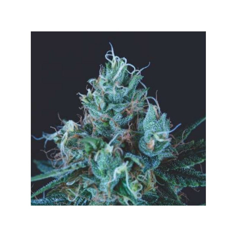 ICE CREAM · Pyramid Seeds · cannabis seeds · Fem