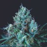 ICE CREAM · Pyramid Seeds · cannabis seeds · Fem