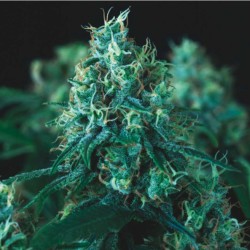 KRYPTONITE FAST · Pyramid Seeds · sementes de maconha · Fem