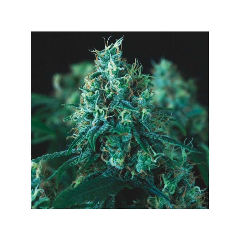 KRYPTONITE FAST · Pyramid Seeds · sementes de maconha · Fem