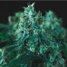 KRYPTONITE FAST · Pyramid Seeds · kenevir tohum · Disi · Fem