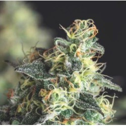 LEMON LARRY OG · Pyramid Seeds · kaufen cannabis samen · Fem