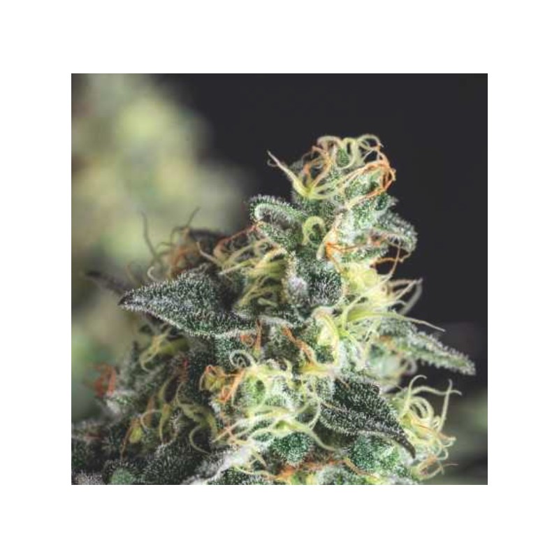 LEMON LARRY OG · Pyramid Seeds · kaufen cannabis samen · Fem