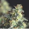 LEMON LARRY OG · Pyramid Seeds · kenevir tohum · Disi · Fem