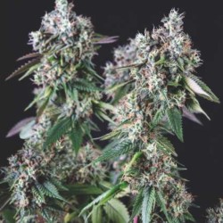 MENDOCINO PURPLE KUSH · Pyramid Seeds · sementes de maconha · Fem