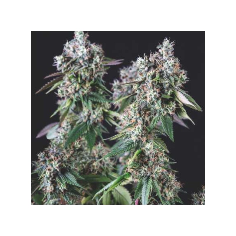 MENDOCINO PURPLE KUSH · Pyramid Seeds · sementes de maconha · Fem