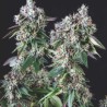 MENDOCINO PURPLE KUSH · Pyramid Seeds · kaufen cannabis samen · Fem