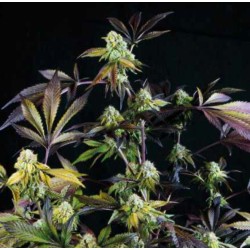 SUNSET SHERBET · Pyramid Seeds · sementes de maconha · Fem