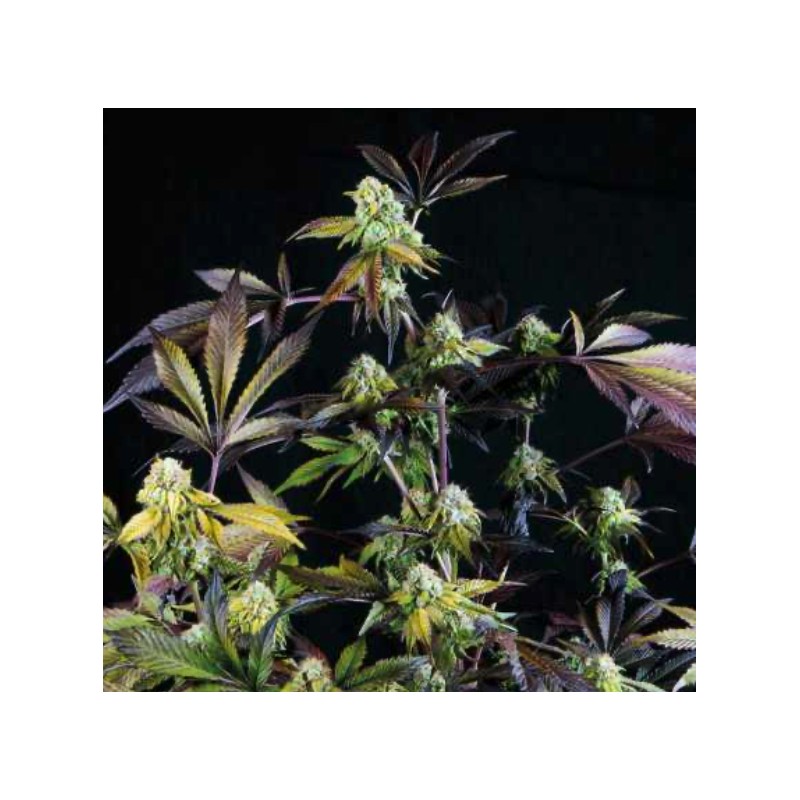 SUNSET SHERBET · Pyramid Seeds · graines de cannabis · Fem