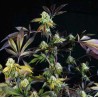 SUNSET SHERBET · Pyramid Seeds · kenevir tohum · Disi · Fem