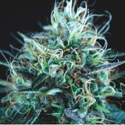 PURPLE URKLE X BLUE PYRAMID · Pyramid Seeds · graines de cannabis · Fem