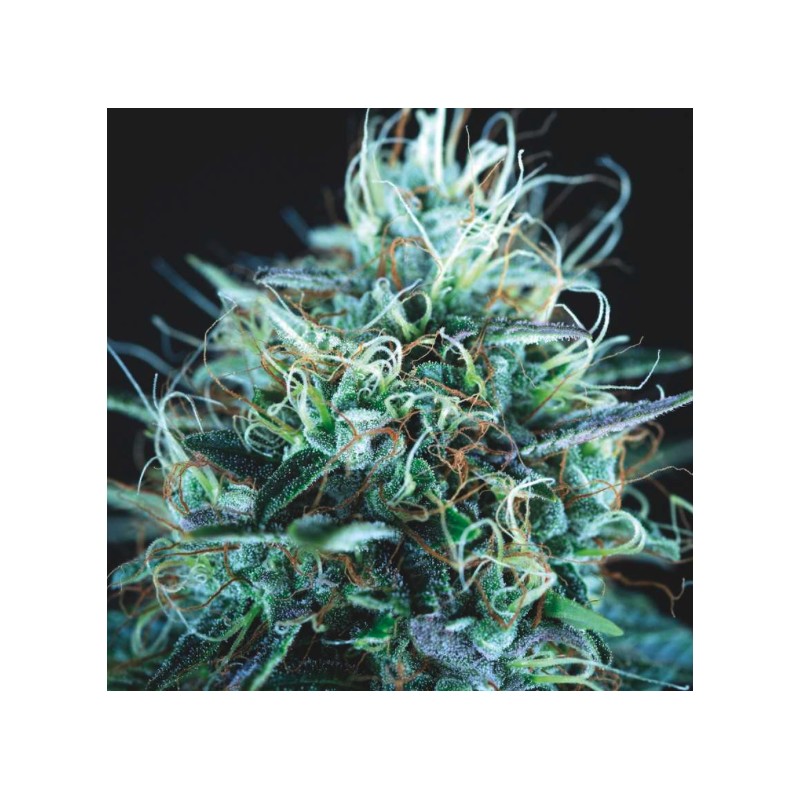 PURPLE URKLE X BLUE PYRAMID · Pyramid Seeds · graines de cannabis · Fem