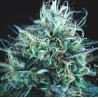 PURPLE URKLE X BLUE PYRAMID · Pyramid Seeds · graines de cannabis · Fem