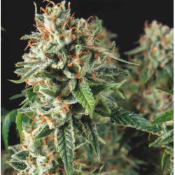 SUPER OG KUSH FAST · Pyramid Seeds · kaufen cannabis samen · Fem