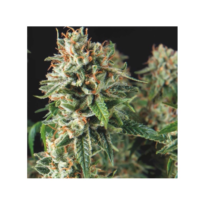 SUPER OG KUSH FAST · Pyramid Seeds · kenevir tohum · Disi · Fem