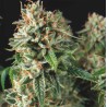 SUPER OG KUSH FAST · Pyramid Seeds · sementes de maconha · Fem