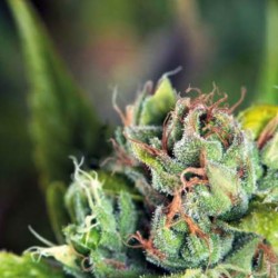 TAHOE CURE · Pyramid Seeds · graines de cannabis · Fem