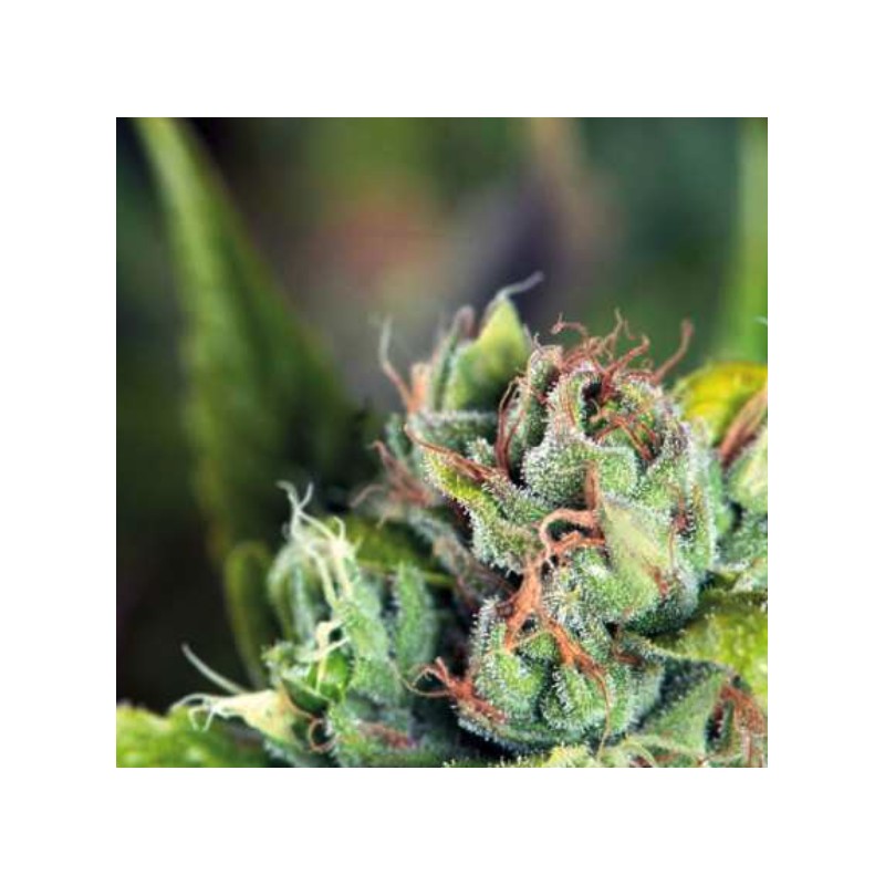 TAHOE CURE · Pyramid Seeds · sementes de maconha · Fem