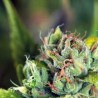 TAHOE CURE · Pyramid Seeds · graines de cannabis · Fem