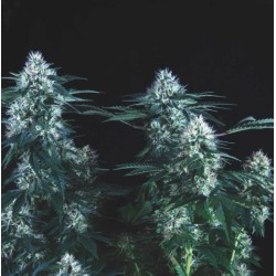 TUTANKHAMON FAST · Pyramid Seeds · kenevir tohum · Disi · Fem