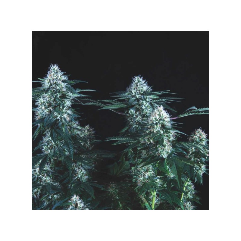 TUTANKHAMON FAST · Pyramid Seeds · cannabis seeds · Fem