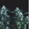 TUTANKHAMON FAST · Pyramid Seeds · sementes de maconha · Fem